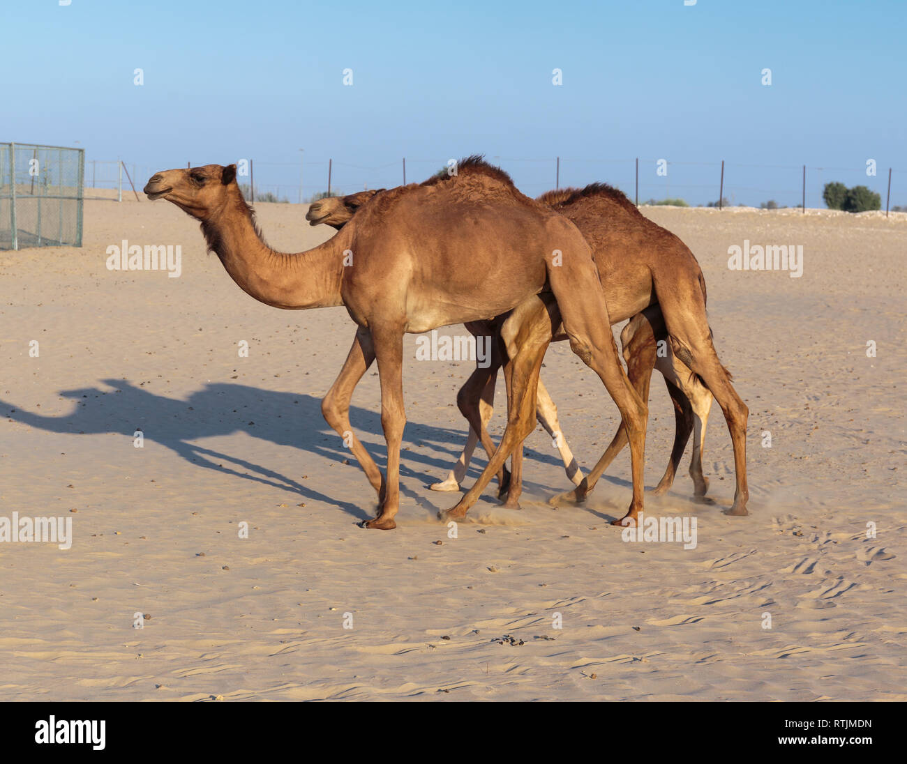 Kamele auf einem Bauernhof in der Wüste von Dubai Stockfoto