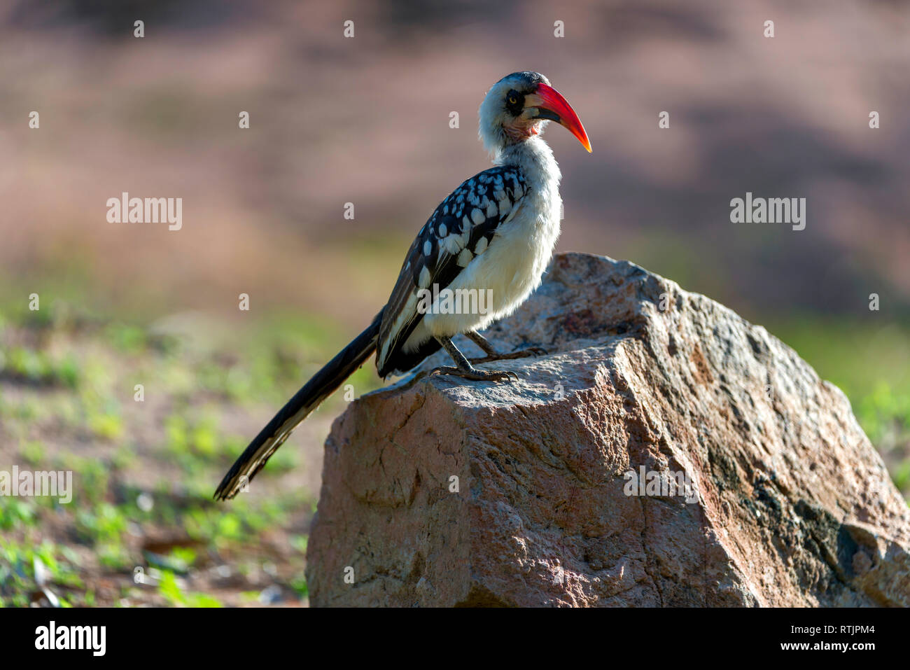 Red-billed Hornbill (Tockus erythrorhynchus), Tansania, Ostafrika Stockfoto