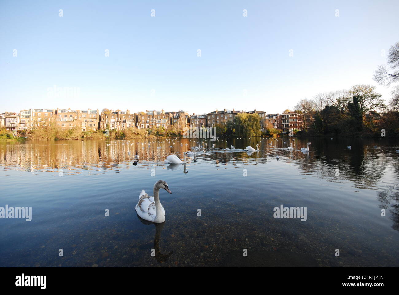 Schwäne schwimmen in einem Teich, Hampstead Heath, London, UK Stockfoto