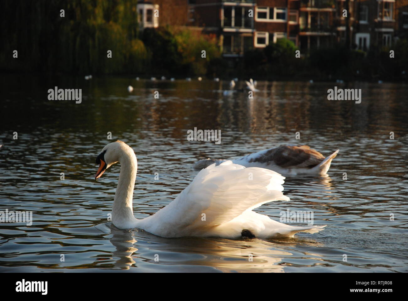 Schwäne schwimmen in einem Teich, Hampstead Heath, London, UK Stockfoto