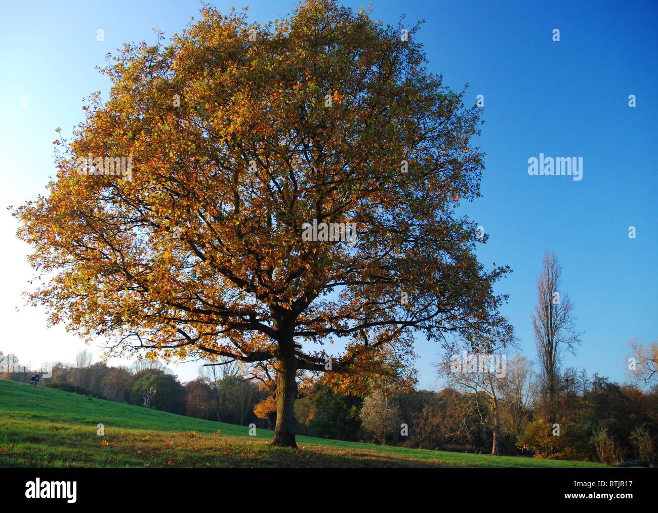 Herbst Baum in Hampstead Heath Stockfoto