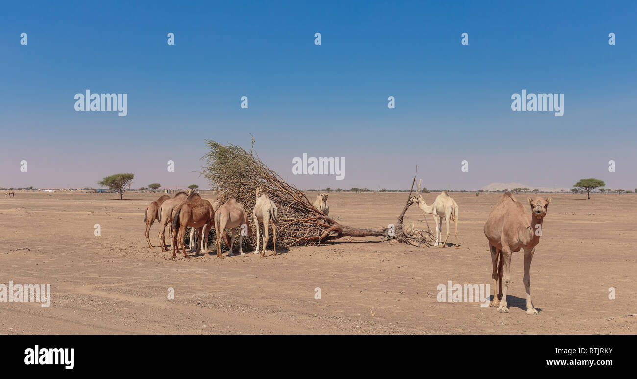 Kamele in der Wüste Dubai Stockfoto