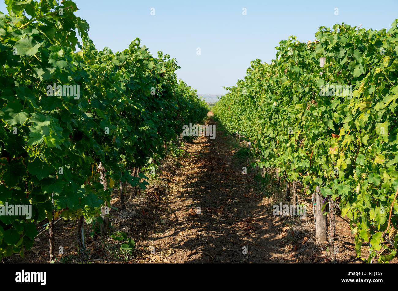 Weinbau. Weinberge Zeilen. Reben mit Tröpfchenbewässerung. Stockfoto