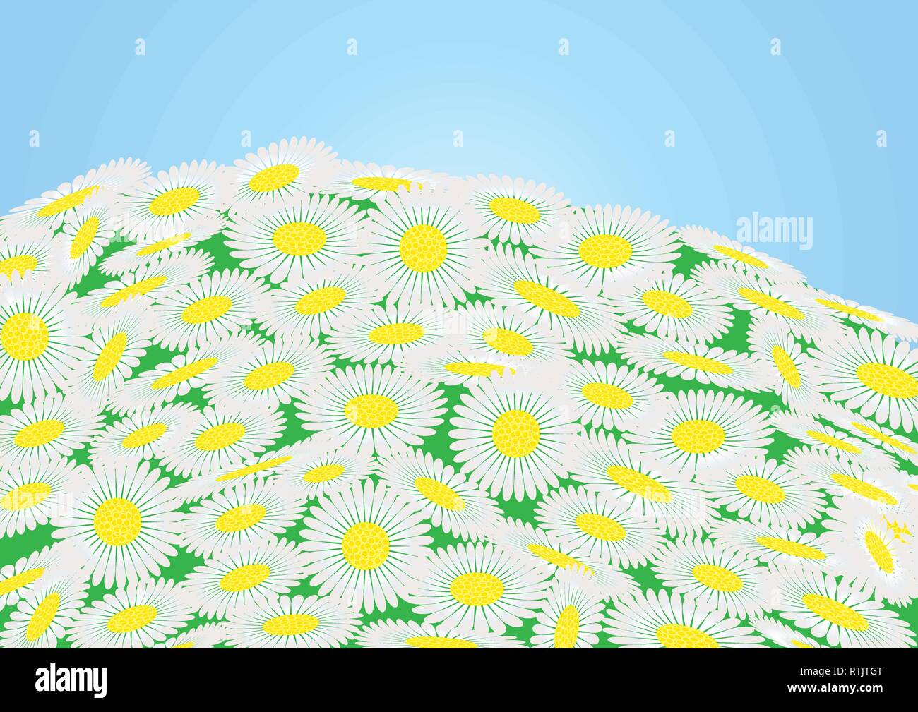 Grünes Feld mit Kamille Blüten und blauer Himmel, Vector Illustration Stock Vektor