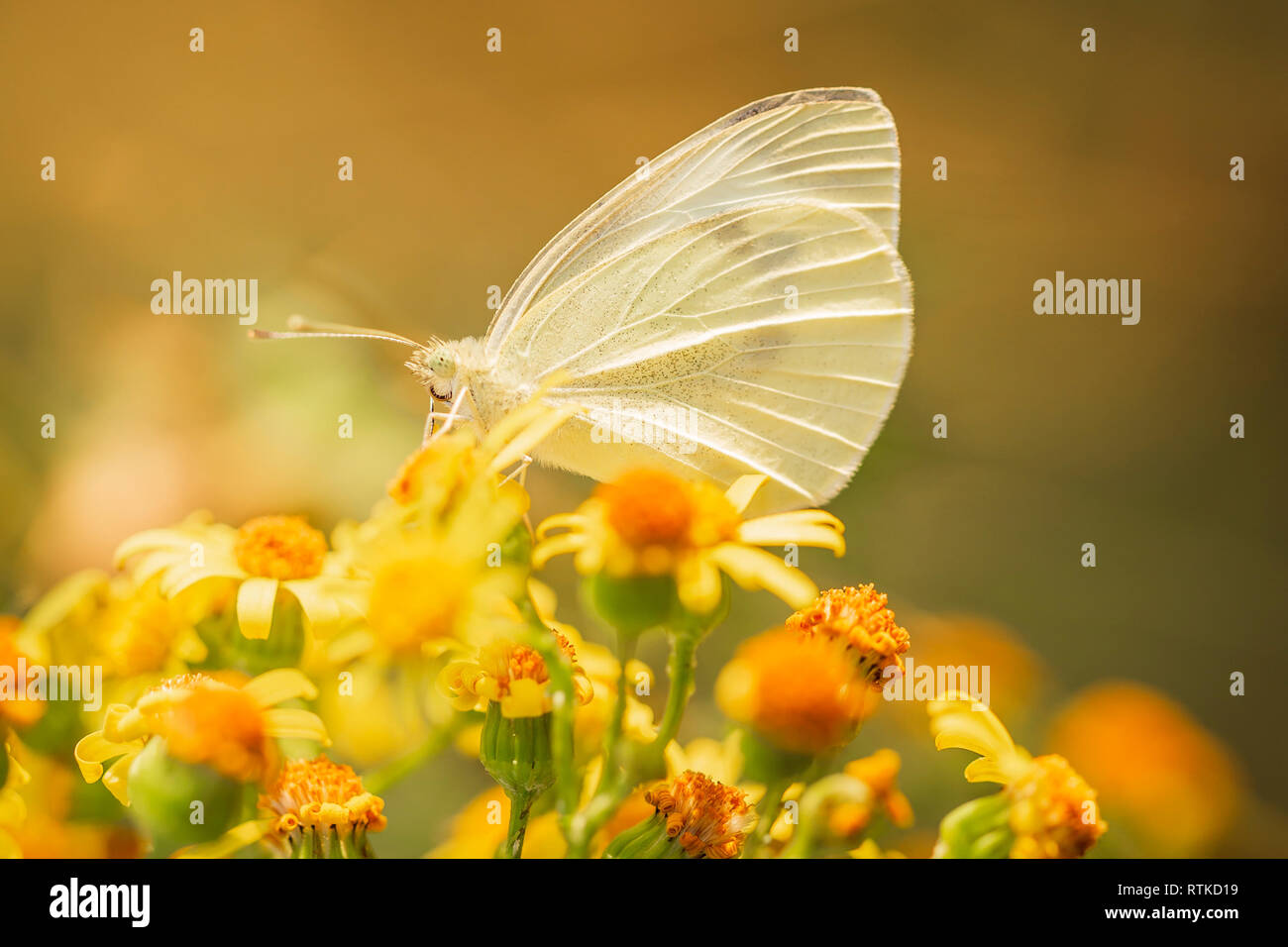 Closeup Seitenansicht eines Pieris brassicae, die große weiße oder Cabbage butterfly Bestäubung auf Gelb ragwort Blumen Extensa vulgaris Stockfoto