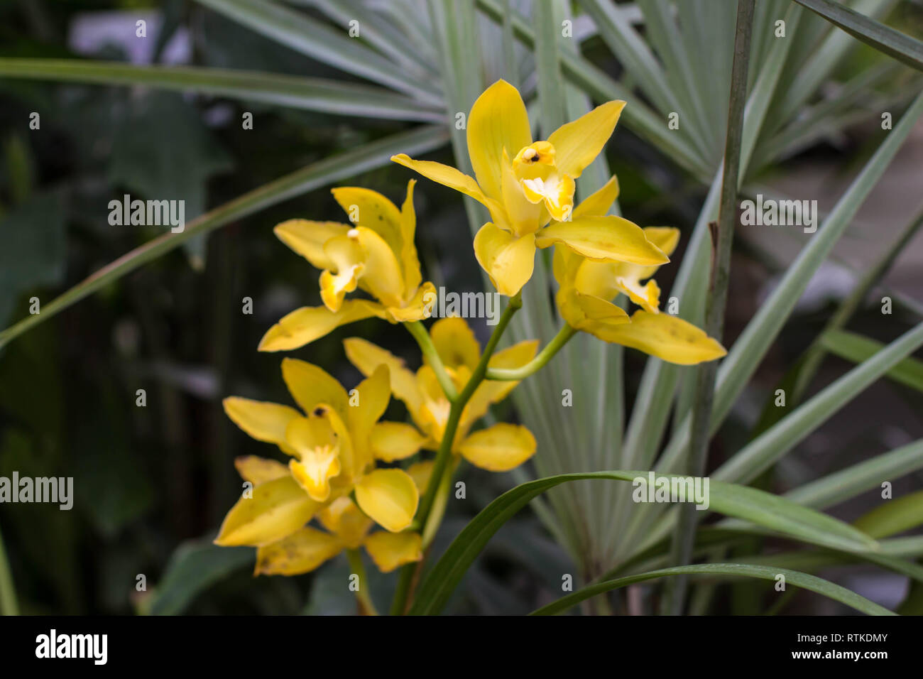 Gelbe Blumen von Cymbidium Orchidee Stockfoto