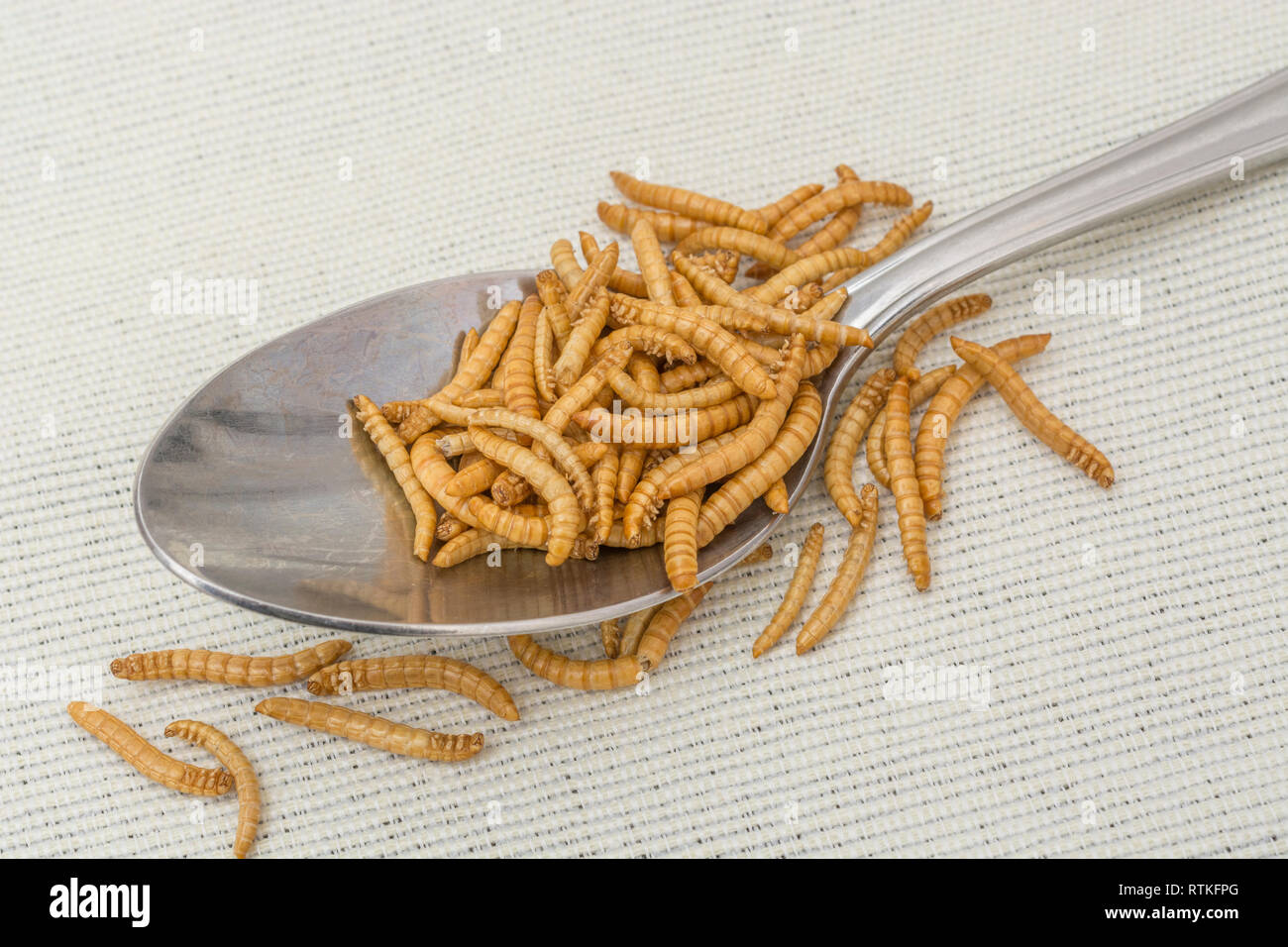 Genießbare Mehlwürmer/Tenebrio Molitor in der Küche Löffel als Zutat reich an Eiweiß, Essbare Insekten/essbares Bugs sind neue Superfood. Insekten als Nahrung Stockfoto