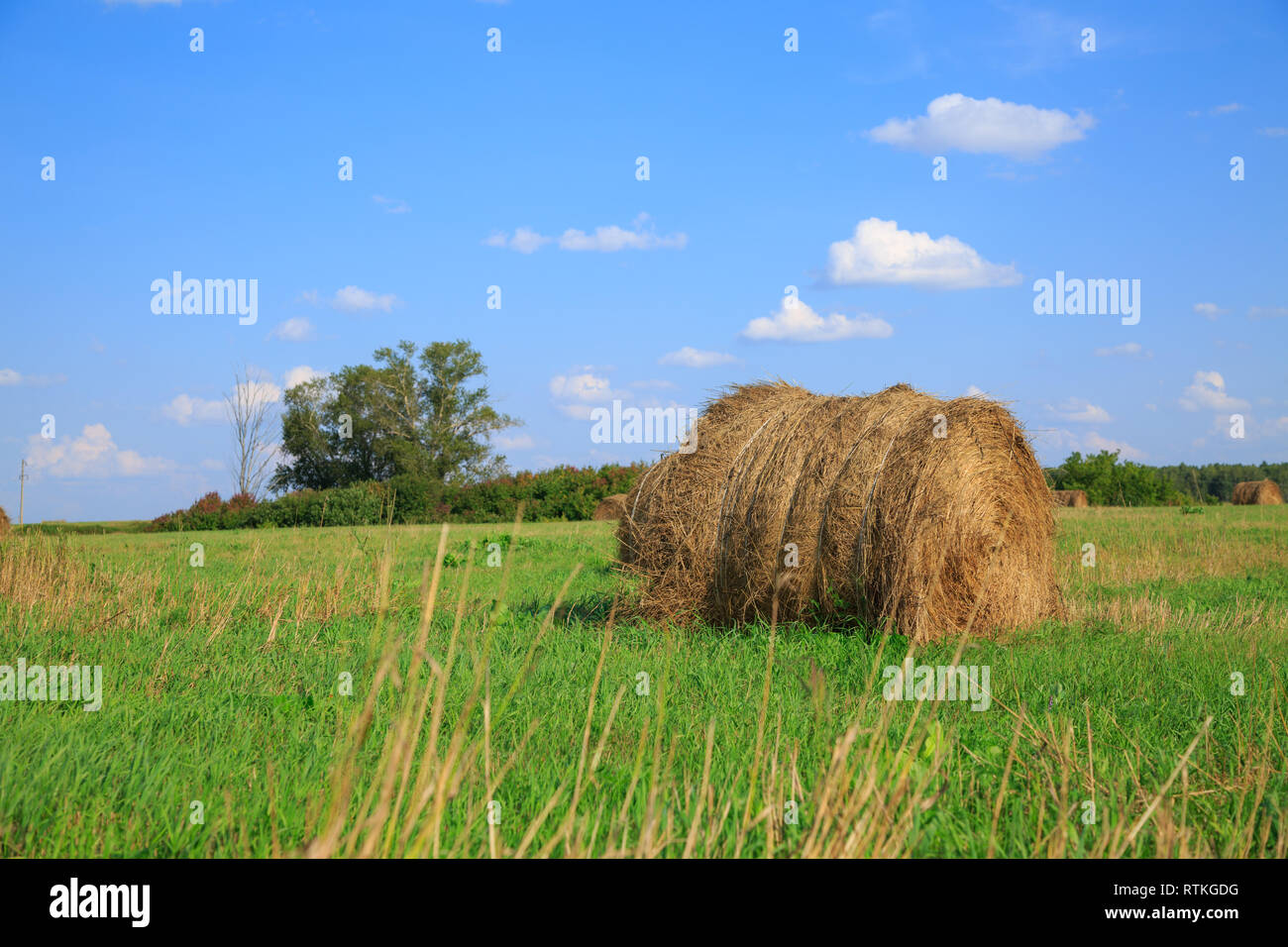 Große Bucht Heu Rollen in ein grünes Feld und blauer Himmel Stockfoto