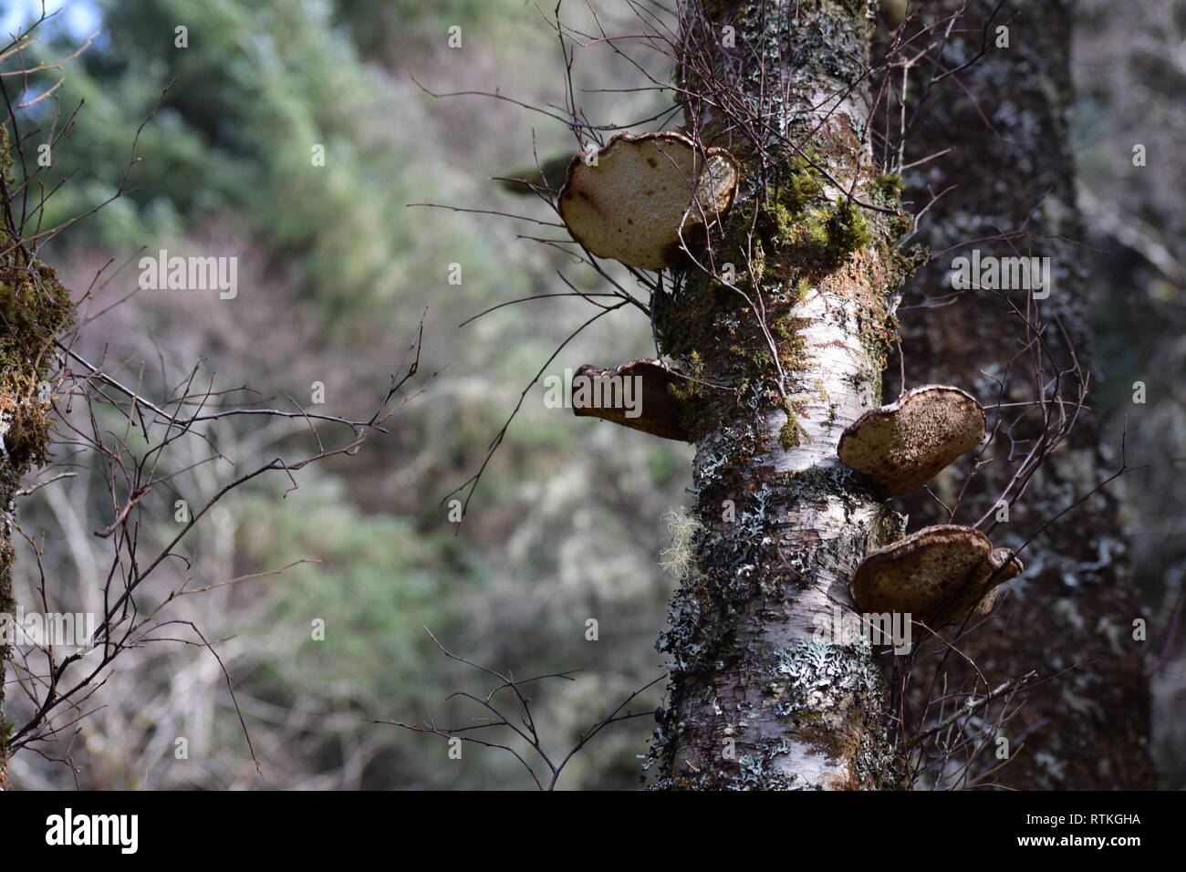 Vier Baumpilzen auf Birke, Unterseite anzeigen. Stockfoto