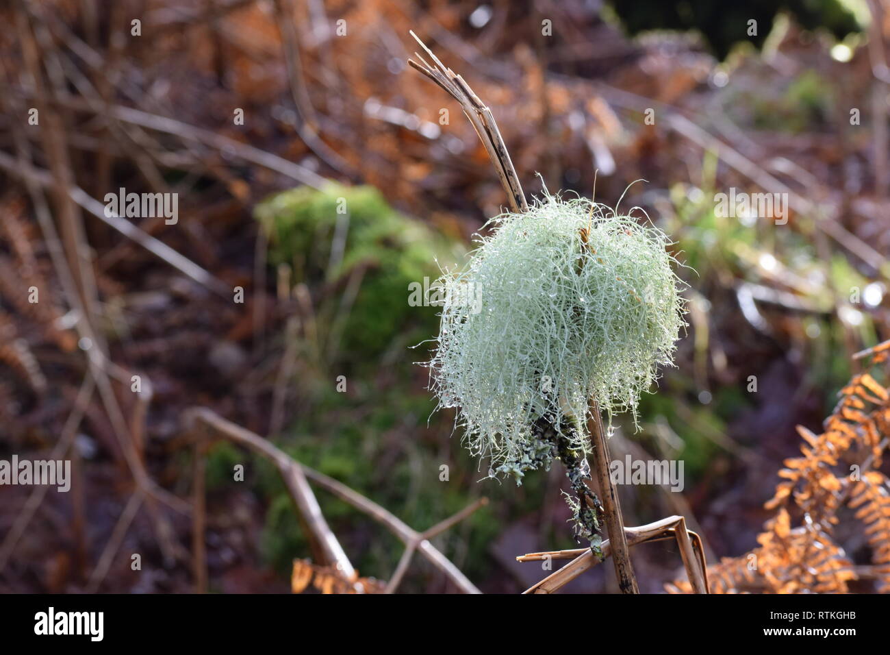 Old Man's Bart mit Fairy Jewels. Skurrile Sicht auf Bart Flechten mit funkelnden Tautropfen von eine Birke gefallen und von bracken Lager gefangen. Stockfoto