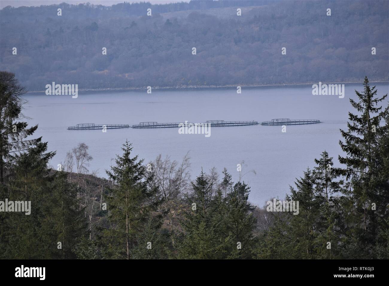 Vier potentialfreie Fischkäfige von HDPE-Rohre in im Transit nach unten Loch Creran Stockfoto