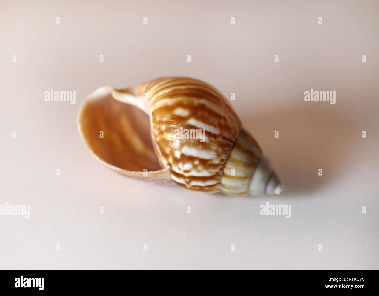 Noch immer leben Foto von einer schönen, weißen und braunen Meer Weichtiere Shell auf einem weißen Tisch. Schönes Souvenir von einem Urlaub am Meer. Makro Bild mit Farben. Stockfoto