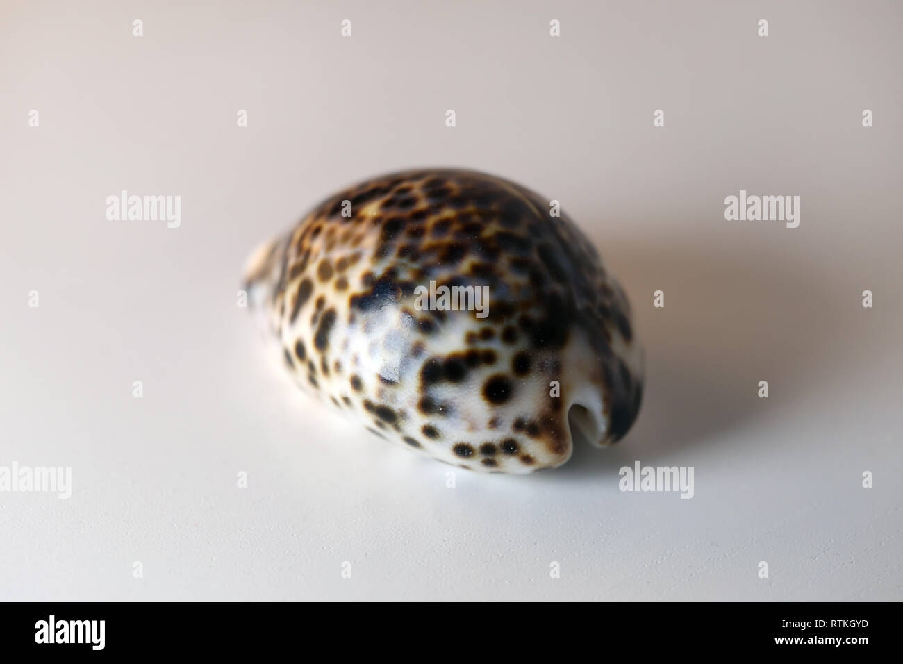 Noch immer leben Foto, ein glänzendes, getupft cowrie Shell auf einem weißen Tisch. Schönes Souvenir von einem Urlaub am Meer. Makro Bild mit Farben. Stockfoto