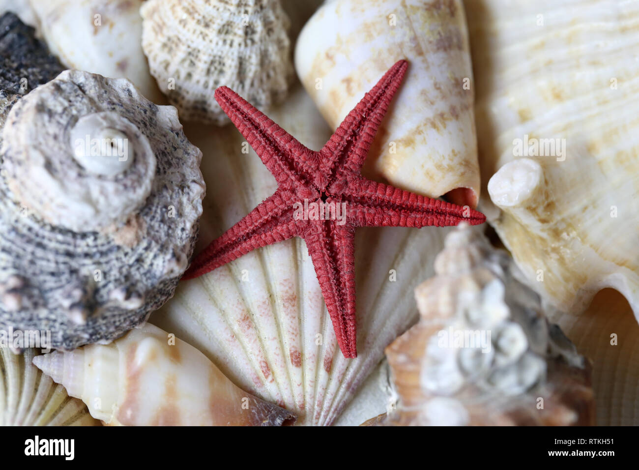 Noch immer leben Foto schön bunt gemischte Muscheln. Schöne Souvenirs aus einem tropischen Urlaub am Meer. Makro Bild mit Farben. Stockfoto