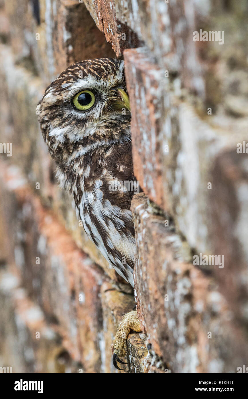 Steinkauz (Athene noctua) in ein Loch in der Wand thront. Stockfoto