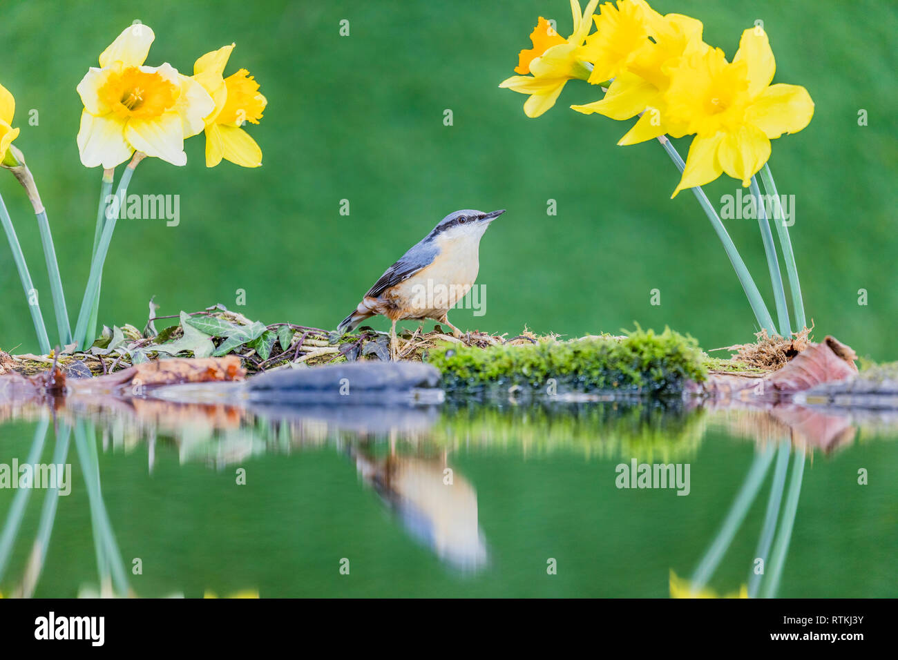 Ein Kleiber unter Narzissen in der St. David's Day in Mid Wales Stockfoto