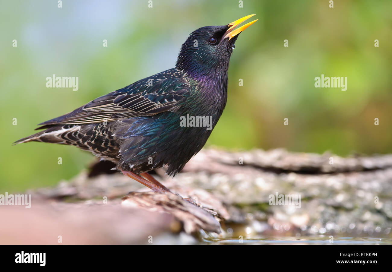 Common starling Trinkwasser mit großer Freude Stockfoto