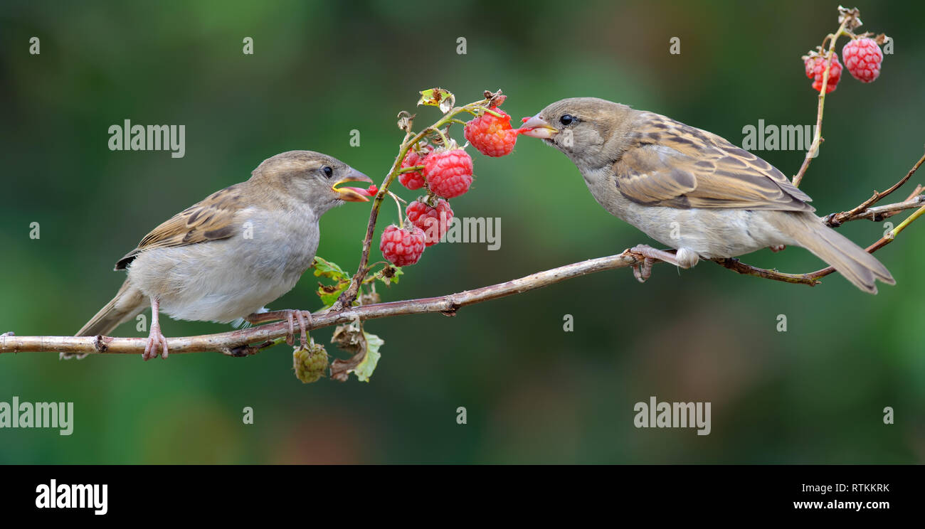Haus Spatzen zusammen Füttern auf eine Himbeere Zuckerrohr Stockfoto