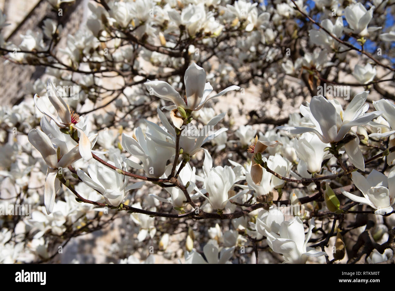 Spring Blossom in London gegen den blauen Himmel. Saisonale Wetter. Stockfoto