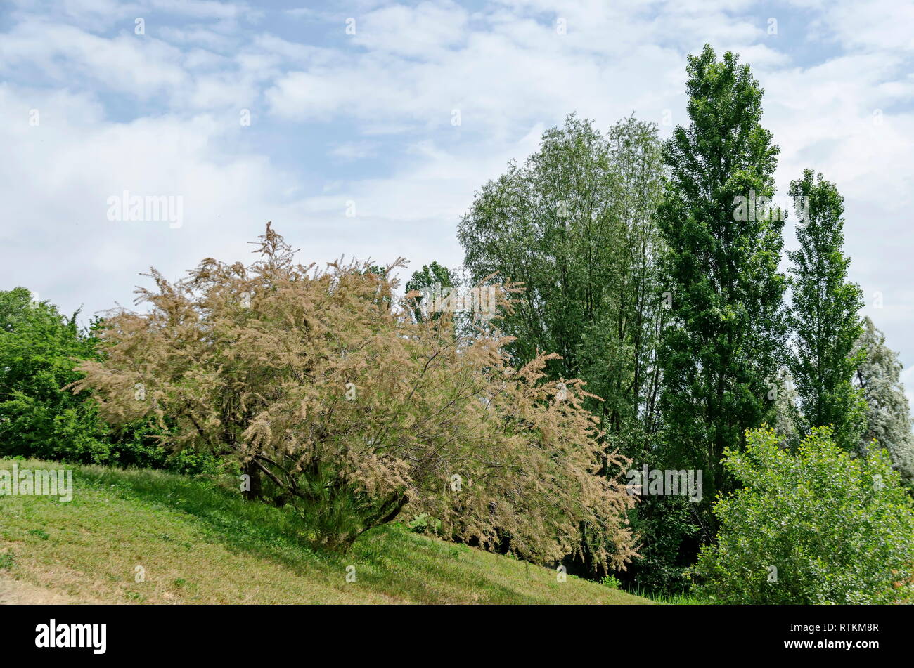 Frühling Grün auf eine frische Bäume und Wiese in Wohnviertel Drujba, Sofia, Bulgarien Stockfoto