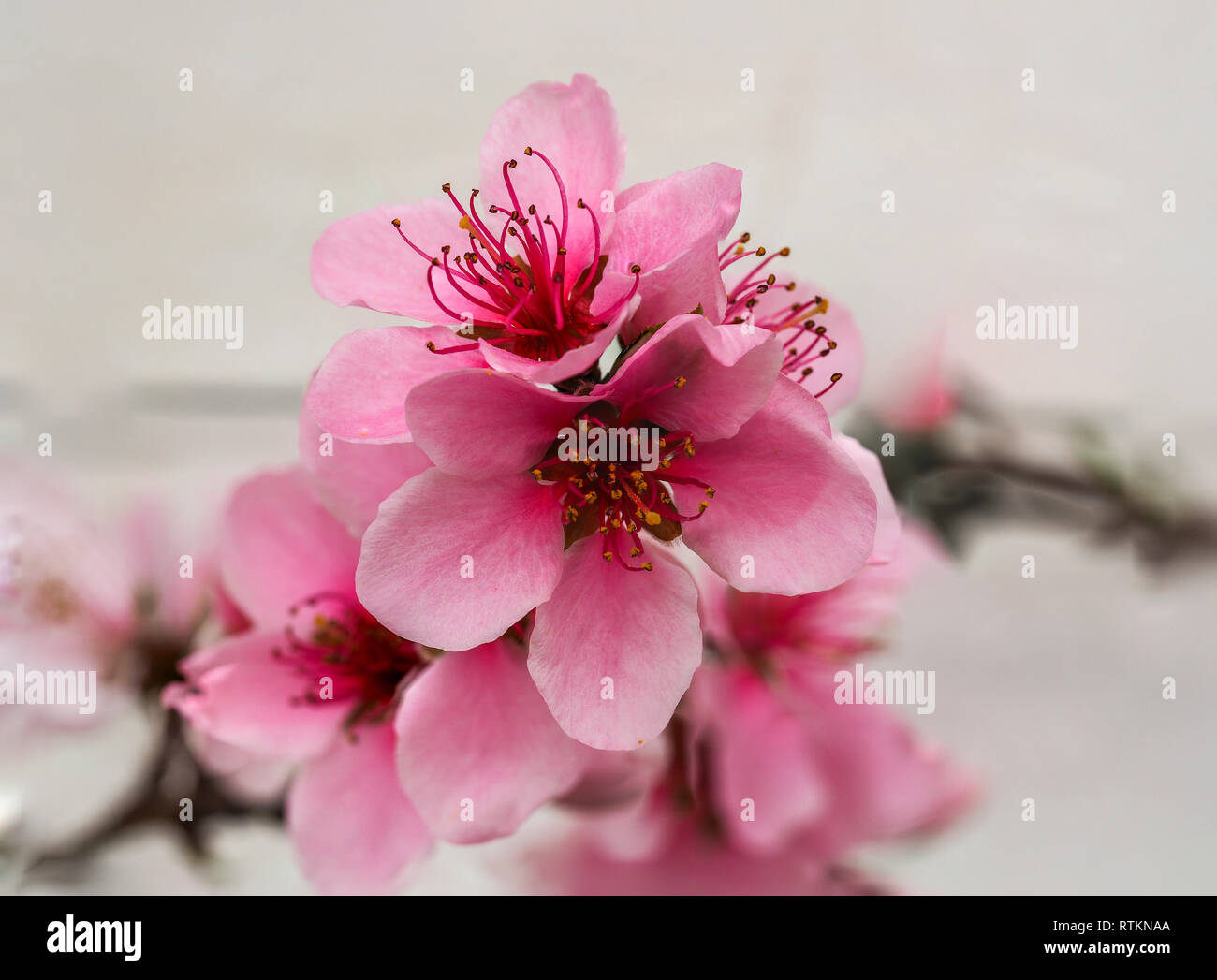 Nahaufnahme des Schönen pink Peach Blossom auf einem Ast mit einer weißen Wand Hintergrund Stockfoto