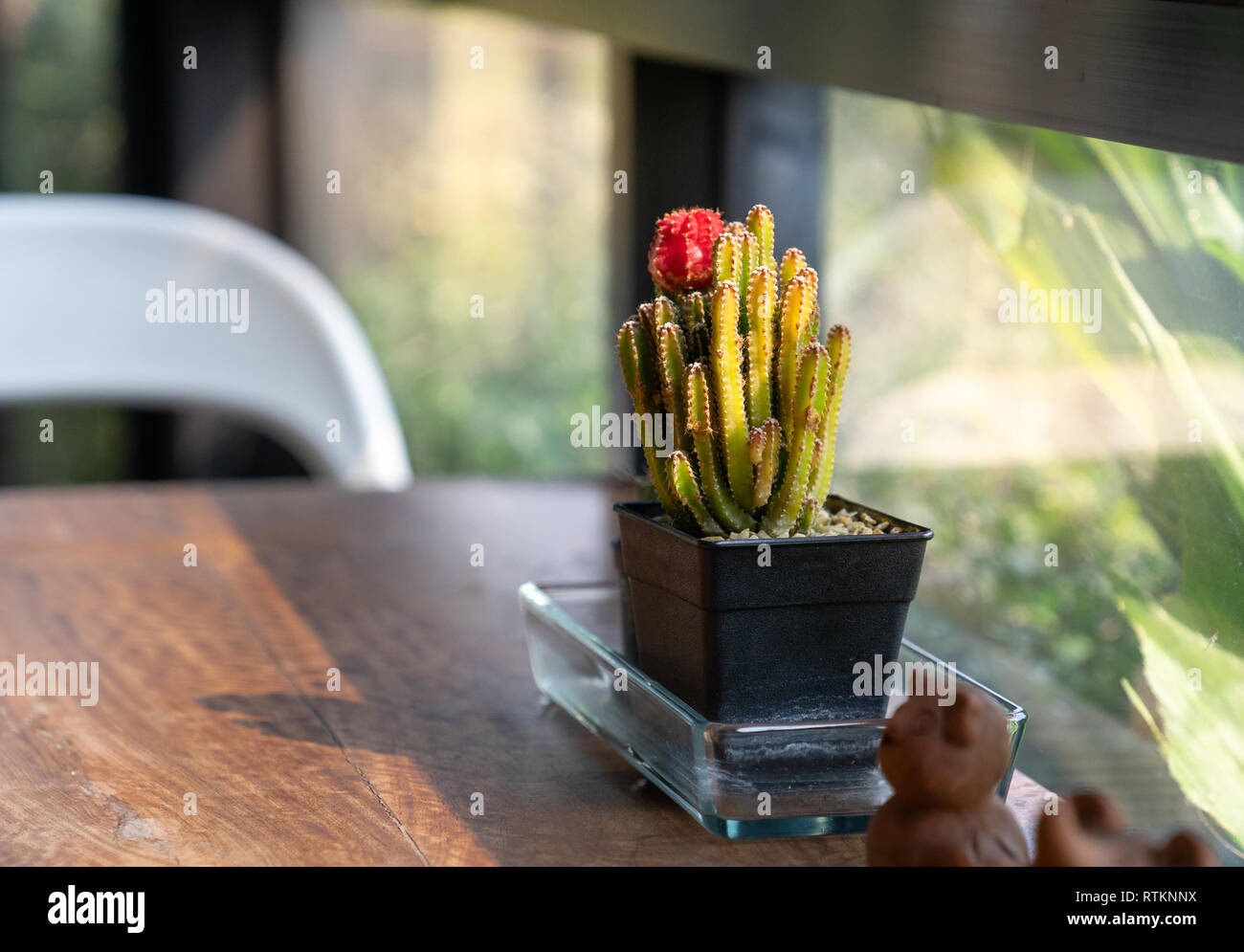 Cactus mit roter Blume im schwarzen Topf auf Holztisch mit Morgenlicht. Stockfoto