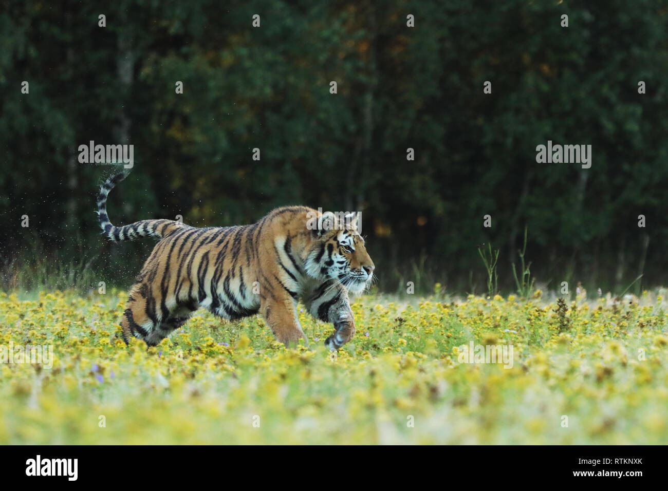 Tiger mit rosa und gelben Blüten. Sibirische Tiger im schönen Lebensraum - Pathera tigris altaica Stockfoto