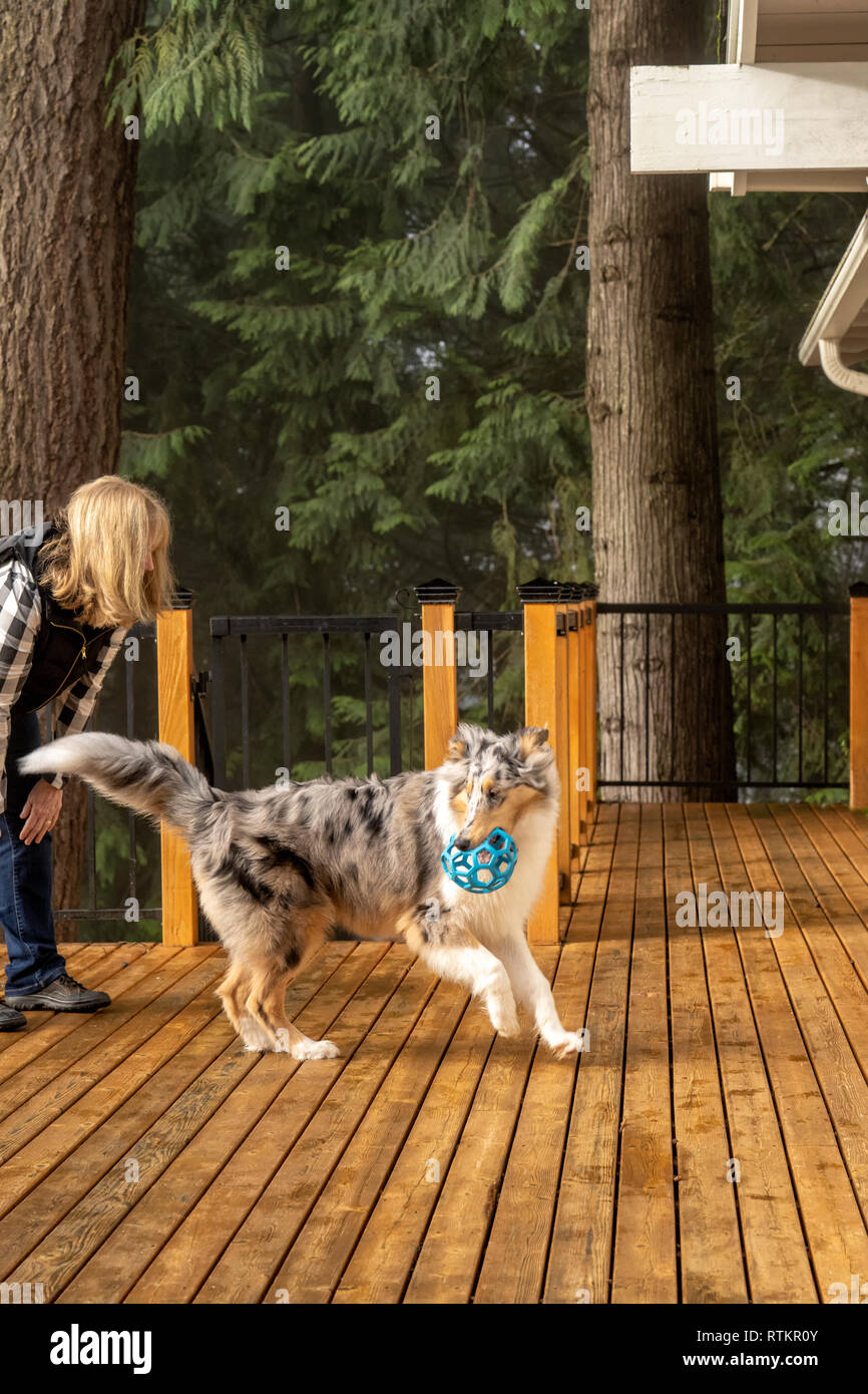Issaquah, Washington. Frau bittet sie fünf Monate alte blaue Meryl Rough Collie ihr zu Hand die Kugel, die er geholt. (PR) (MR) Stockfoto