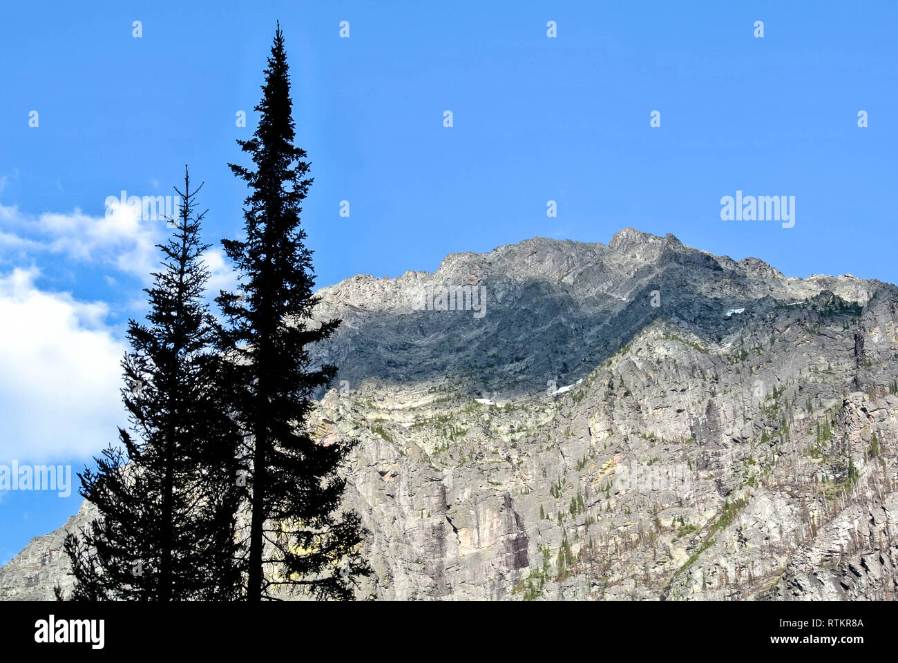 Zwei Bäume blockieren die Sicht auf einem Höchststand im Glacier National Park Stockfoto