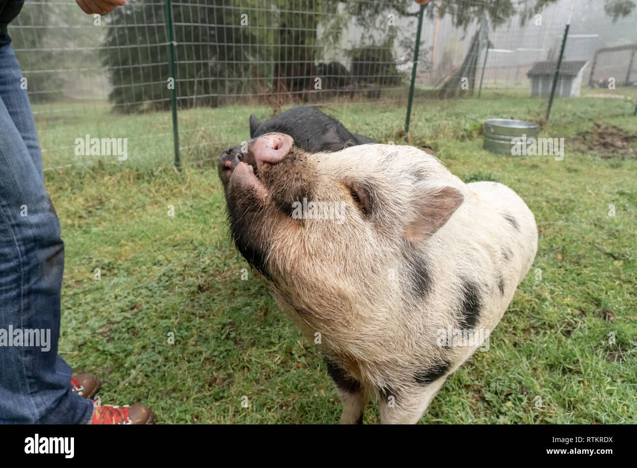 Issaquah, Washington, USA. Julianna mini Schwein und Vietnamese Pot bellied pig Betteln für Erdnüsse aus ihren Besitzer. (PR) (MR) Stockfoto