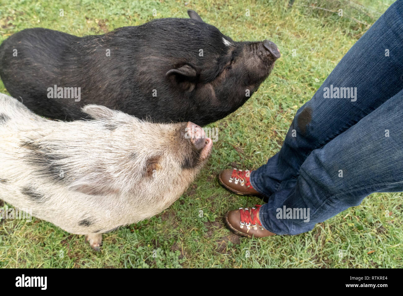 Issaquah, Washington, USA. Julianna mini Schwein und Vietnamese Pot bellied pig Betteln für Erdnüsse aus ihren Besitzer. (PR) (MR) Stockfoto