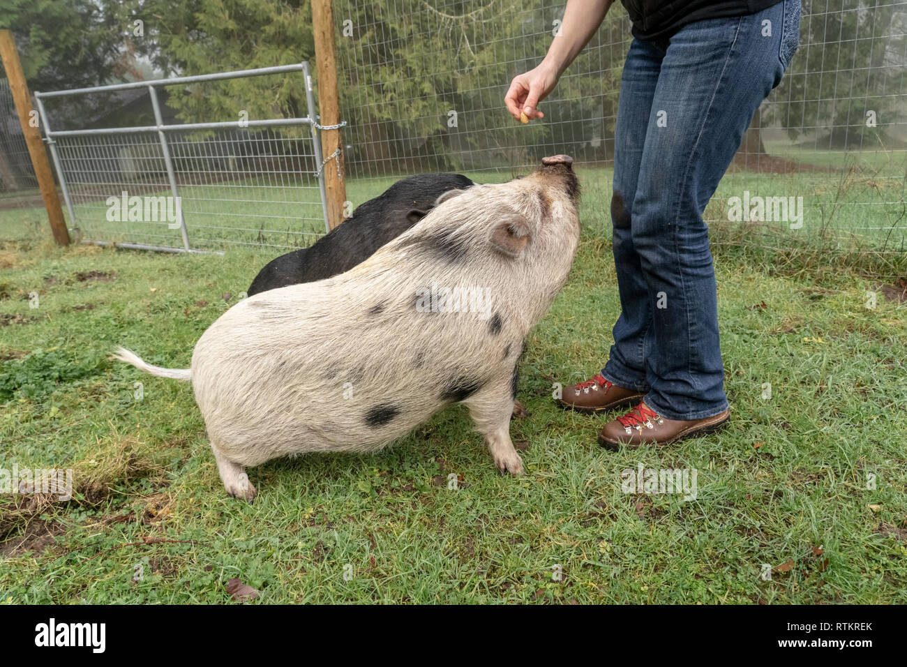 Issaquah, Washington, USA. Frau ihr Julianna mini Schwein und vietnamesische Hängebauchschweine zu sitzen, und sie belohnen mit Erdnüssen. (PR) (MR) Stockfoto