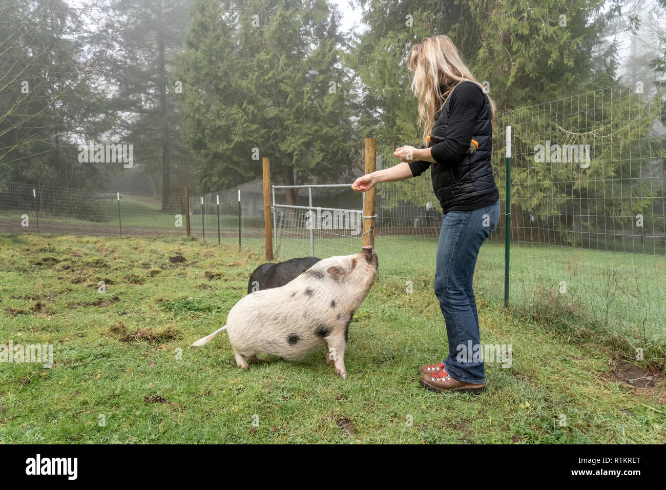 Issaquah, Washington, USA. Frau ihr Julianna mini Schwein und vietnamesische Hängebauchschweine zu sitzen, und sie belohnen mit Erdnüssen. (PR) (MR) Stockfoto