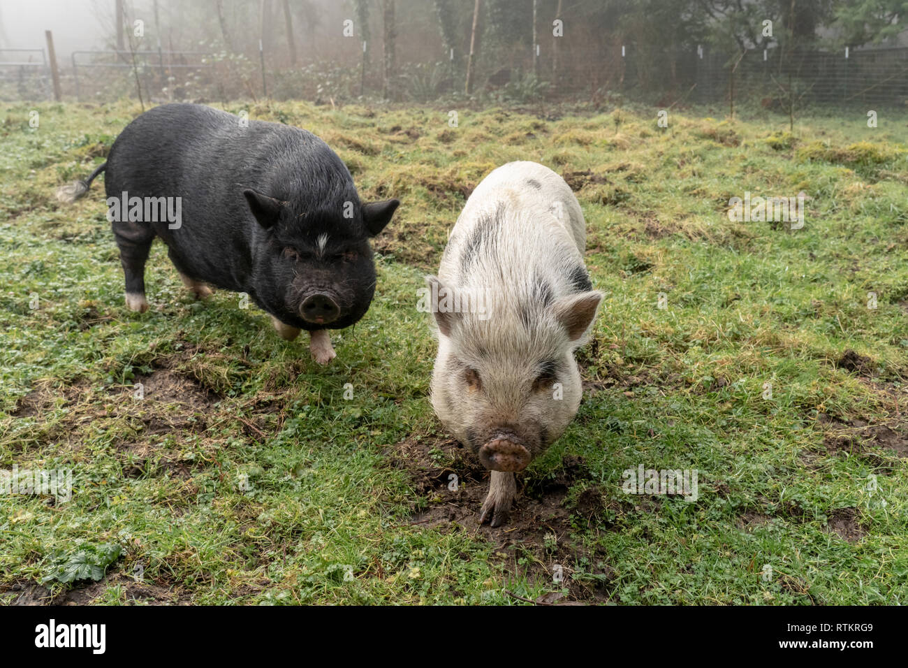 Issaquah, Washington, USA. Julianna mini Schwein und Vietnamese Pot bellied Pig im barnyard an einem nebligen Tag. (PR) Stockfoto