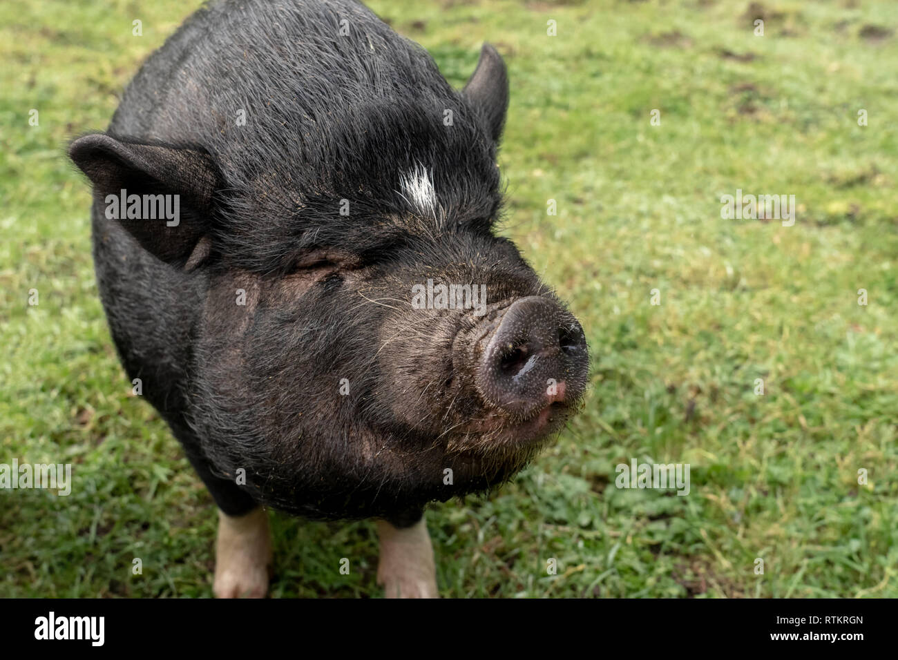 Issaquah, Washington, USA. Porträt eines vietnamesischen Pot-bellied pig in den Hof. (PR) Stockfoto
