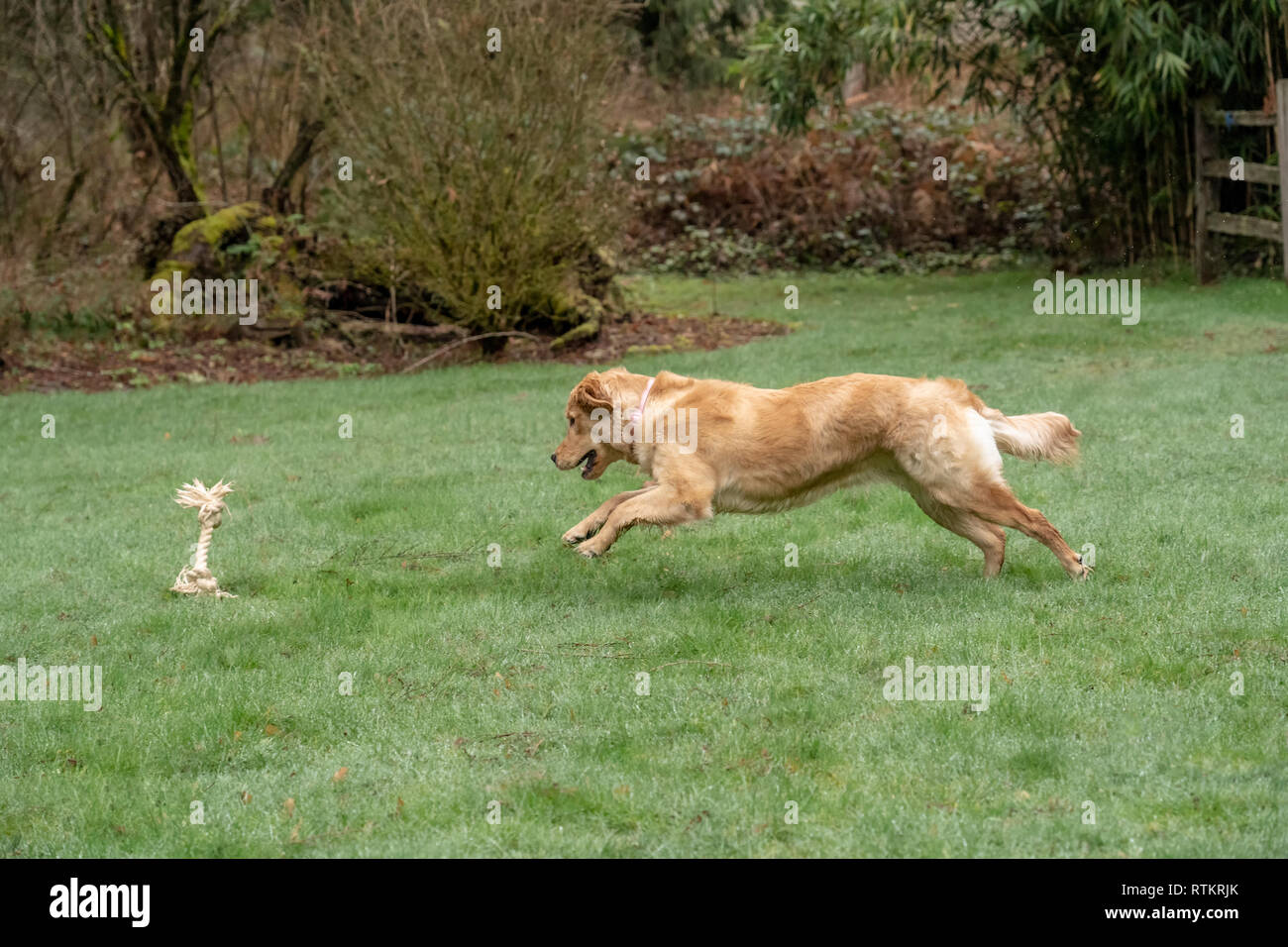Issaquah, Washington, USA. Neun Monate alten Golden Retriever "Aspen" nach einem Seil, das geworfen wurde, Spritzwasser, Wassertropfen so läuft er Stockfoto