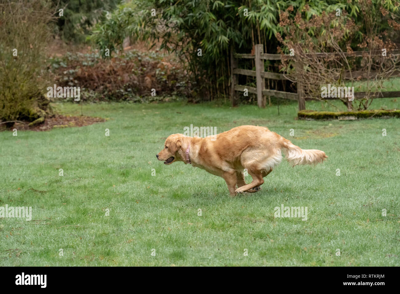 Issaquah, Washington, USA. Neun Monate alten Golden Retriever "Aspen" ausgeführt, nachdem eine Kugel durch nasses Gras, bis werfen Wassertröpfchen. (PR) Stockfoto