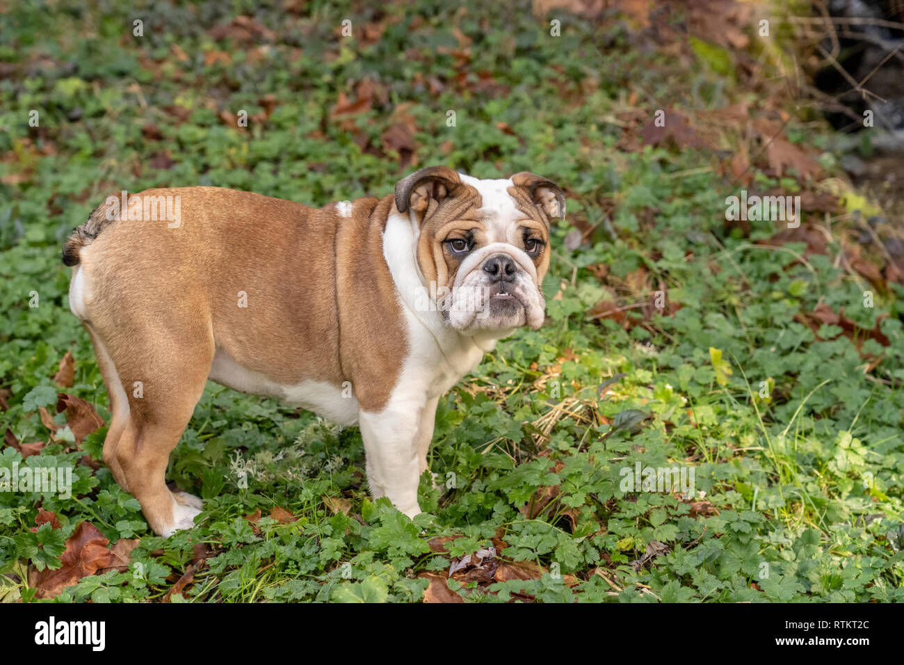 Issaquah, Washington, USA. Sechs Monate alte englische Bulldogge "Petunia" in Ihrer bewaldeten Yard posiert, stehend auf schleichende Buttercup Wildblumen. (PR) Stockfoto