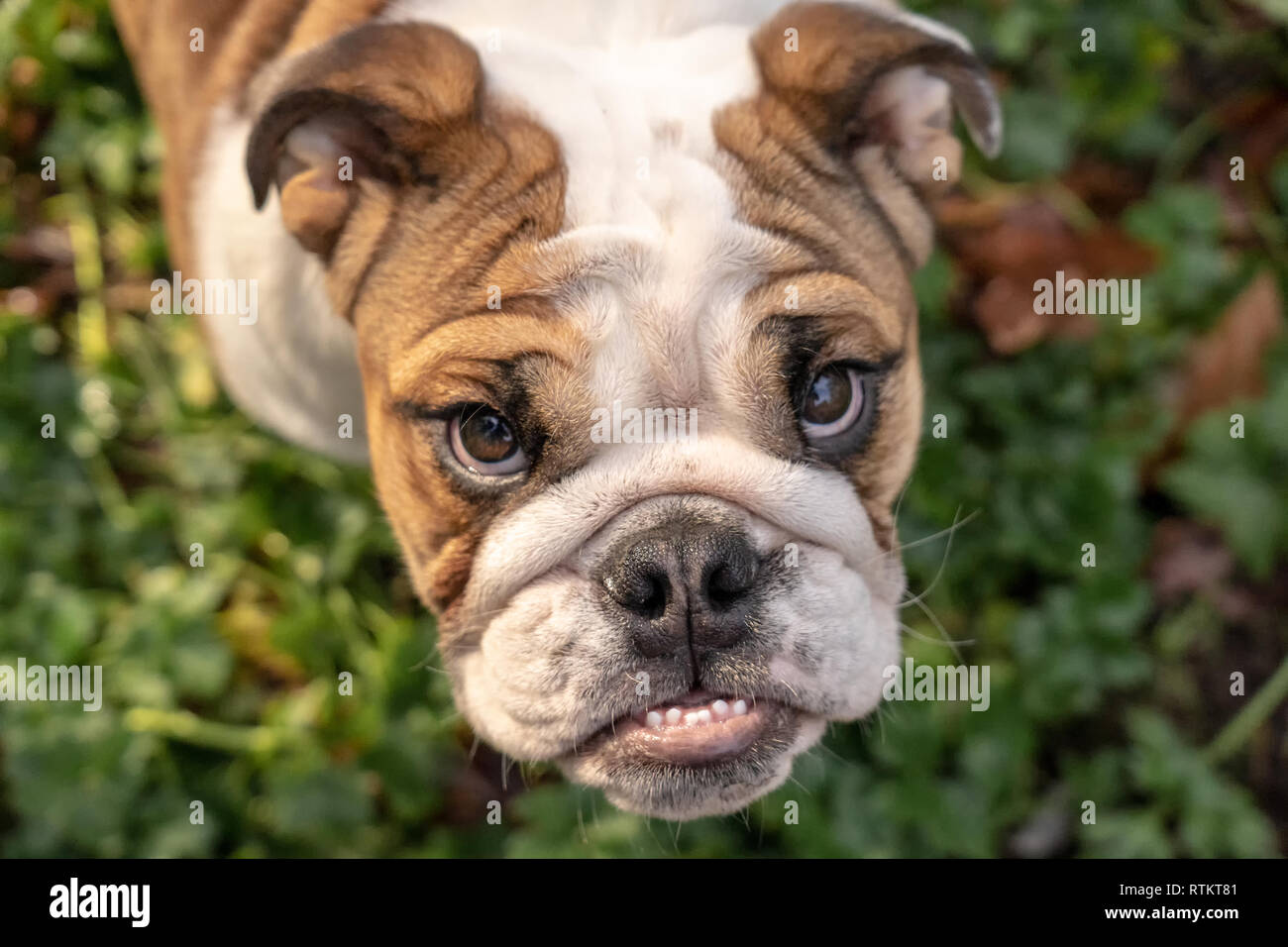 Issaquah, Washington, USA. Porträt eines sechs Monate alte englische Bulldogge "Petunia" nach oben suchen. (PR) Stockfoto