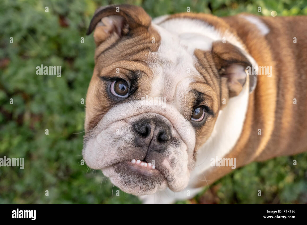 Issaquah, Washington, USA. Porträt eines sechs Monate alte englische Bulldogge "Petunia" nach oben suchen. (PR) Stockfoto