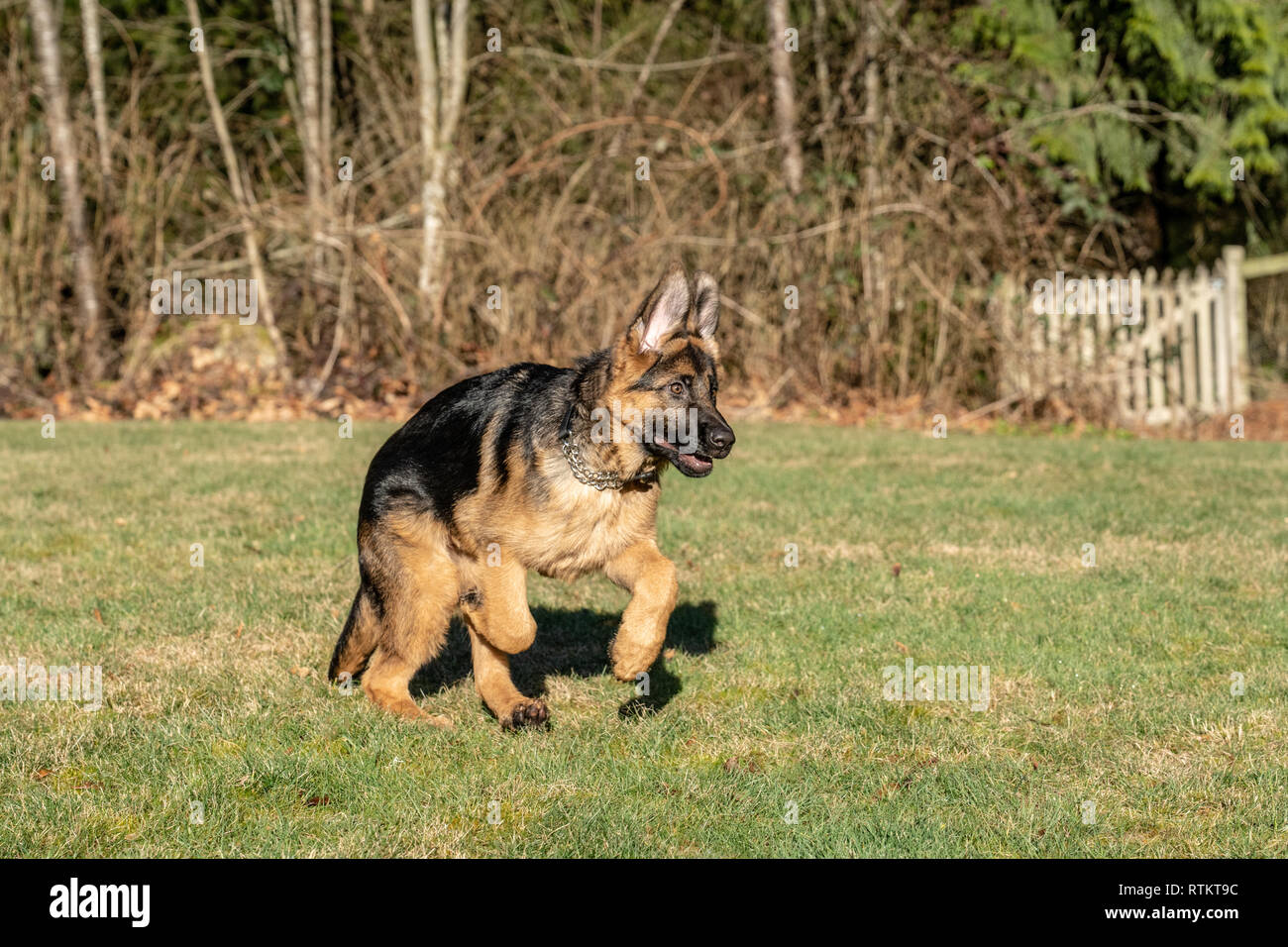 Issaquah, Washington, USA. Vier Monate alten deutschen Schäferhund Welpe "Lander" läuft in seinem Hof, nachdem eine Kugel, die geworfen wurde. Stockfoto