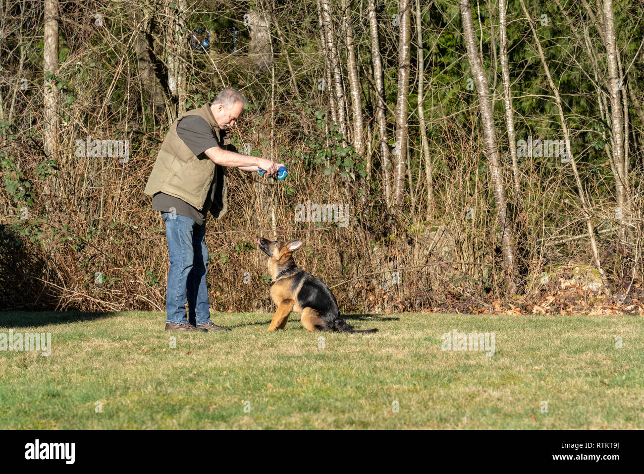 Issaquah, Washington, USA. Mann seiner vier Monate alten deutschen Schäferhund Welpen ' Lander Lehre", bevor Sie springen sein Spielzeug zu erhalten. Stockfoto