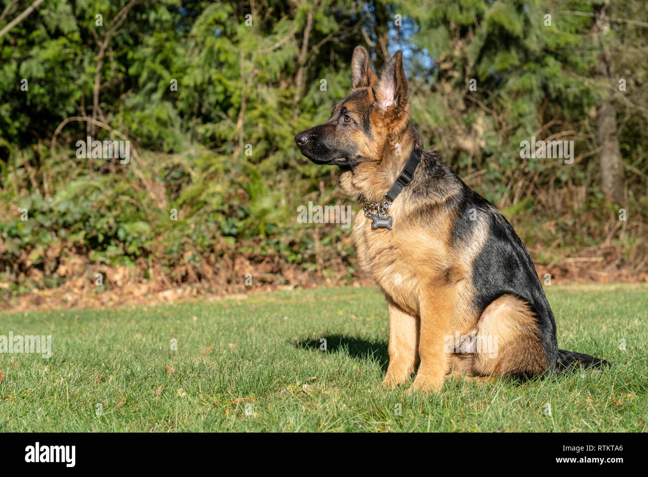 Issaquah, Washington, USA. Vier Monate alten deutschen Schäferhund Welpe "Lander" Umwelt portrait. Stockfoto