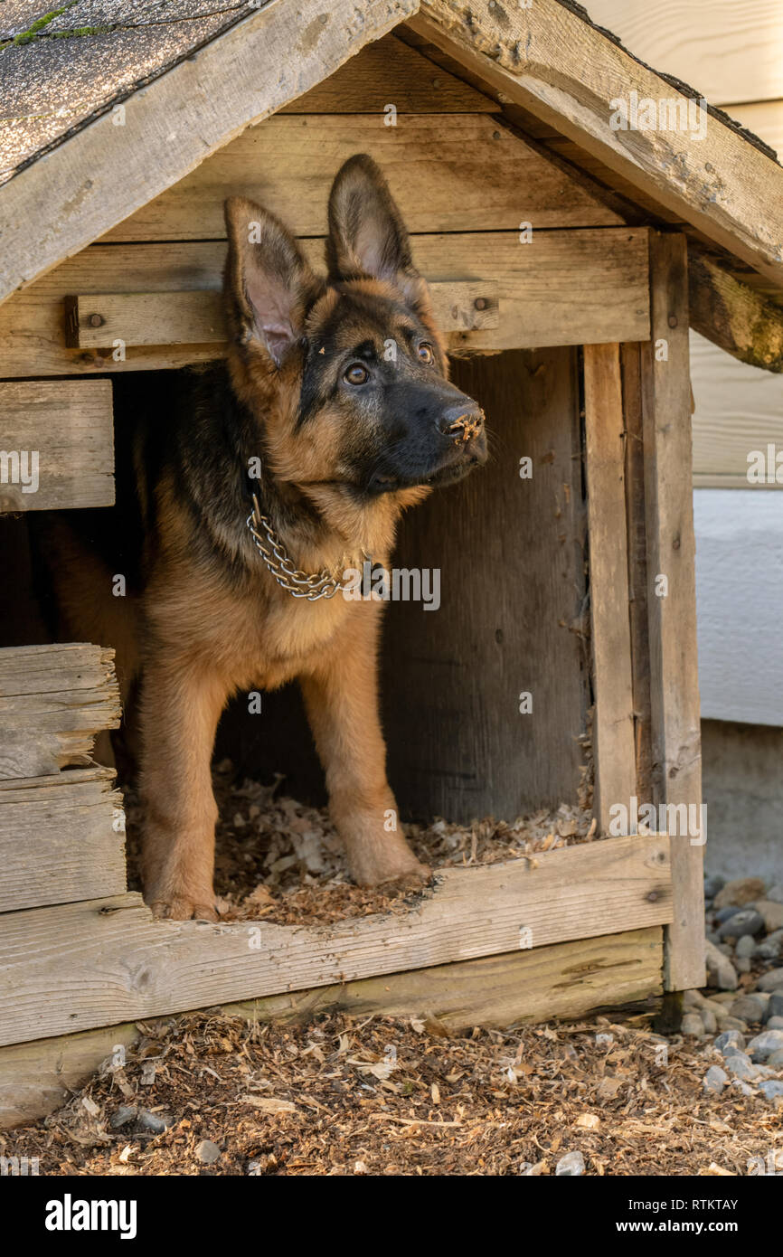 Issaquah, Washington, USA. Vier Monate alten deutschen Schäferhund Welpe "Lander" aus seiner Hundehütte suchen Stockfoto