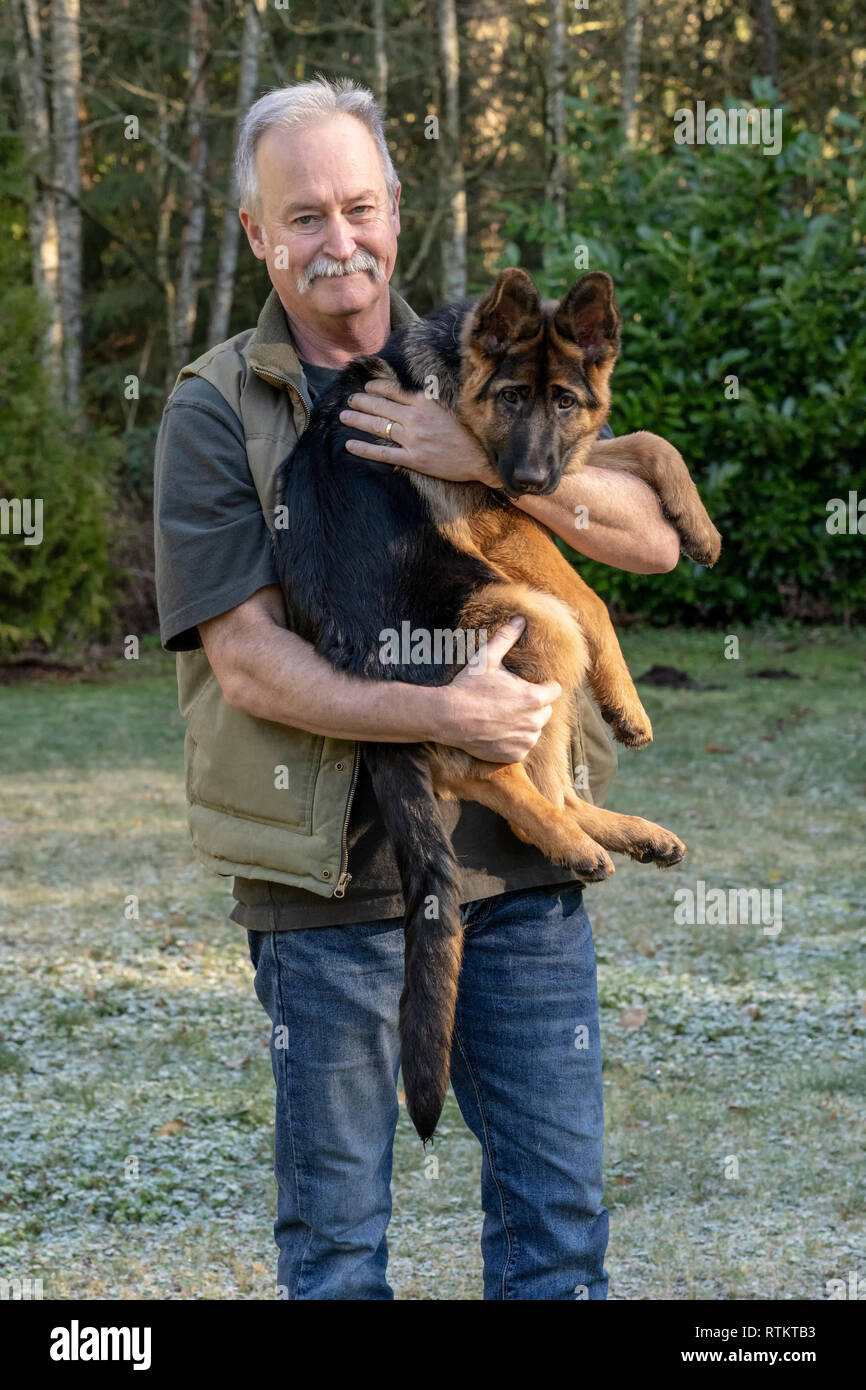 Issaquah, Washington, USA. Mann hält seine vier Monate alten deutschen Schäferhund Welpe "Lander". Stockfoto