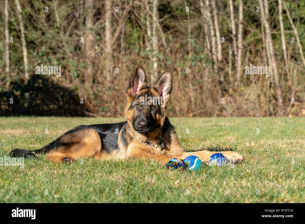 Issaquah, Washington, USA. Vier Monate alten deutschen Schäferhund Welpe "Lander", die einen Bruch mit seinem Seil Spielzeug neben ihm. Stockfoto