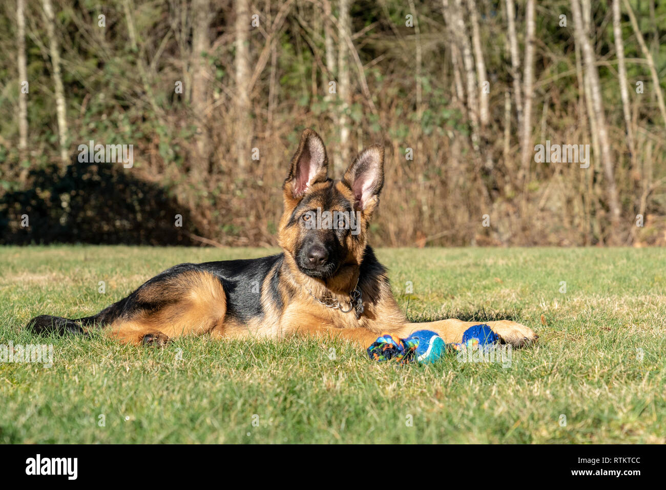 Issaquah, Washington, USA. Vier Monate alten deutschen Schäferhund Welpe "Lander", die einen Bruch mit seinem Seil Spielzeug neben ihm. Stockfoto