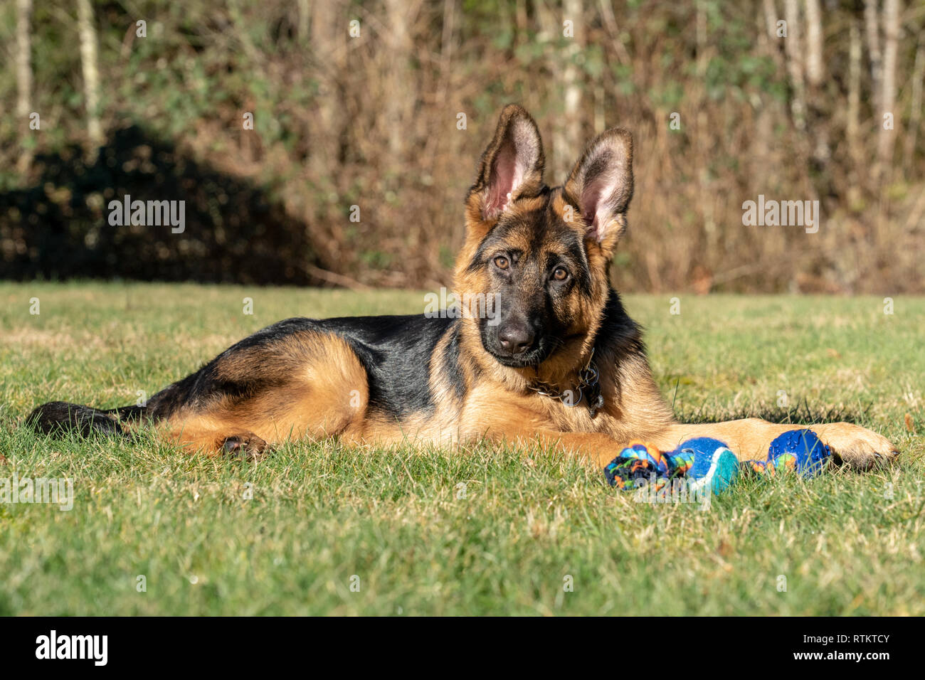 Issaquah, Washington, USA. Vier Monate alten deutschen Schäferhund Welpe "Lander", die einen Bruch mit seinem Seil Spielzeug neben ihm. Stockfoto