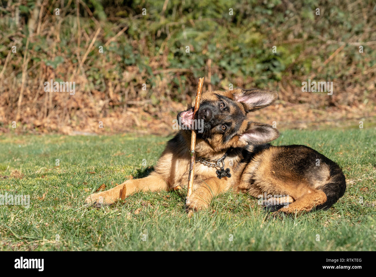Issaquah, Washington, USA. Vier Monate alten deutschen Schäferhund Welpe "Lander" Kauen auf einem Stick Stockfoto