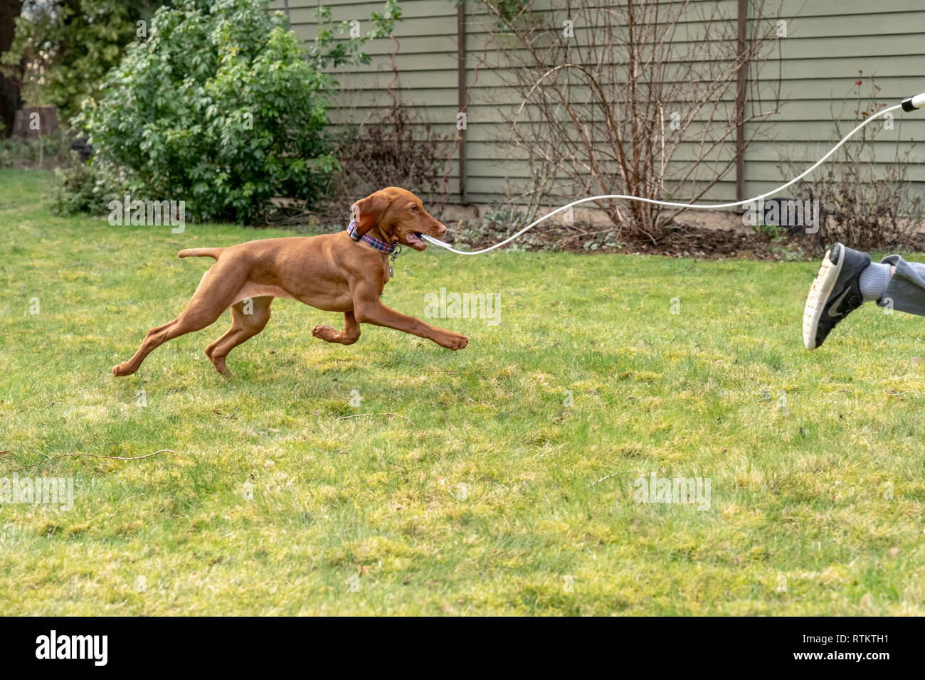 Issaquah, Washington, USA. Sechs Jahre alten Jungen mit seinen fünf Monate alten Vizsla Welpen 'Pfeffer'. Wer das Jagen nach einem Spielzeug auf einem Stick ist. Stockfoto